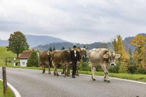 Appenzell, Appenzell Ausserrohden, Appenzeller Hinterland, Autumn, Fall, Herbst, Hundwil, Schweiz, Suisse, Switzerland, Tracht, Viehschau, tradition