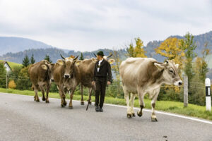 Appenzell, Appenzell Ausserrohden, Appenzeller Hinterland, Autumn, Fall, Herbst, Hundwil, Schweiz, Suisse, Switzerland, Tracht, Viehschau, tradition