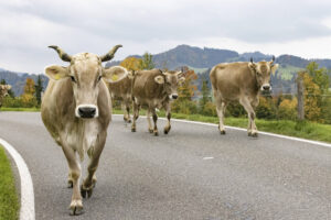 Appenzell, Appenzell Ausserrohden, Appenzeller Hinterland, Autumn, Fall, Herbst, Hundwil, Schweiz, Suisse, Switzerland, Tracht, Viehschau, tradition