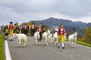 Appenzell, Appenzell Ausserrohden, Appenzeller Hinterland, Autumn, Fall, Herbst, Hundwil, Schweiz, Suisse, Switzerland, Tracht, Viehschau, tradition