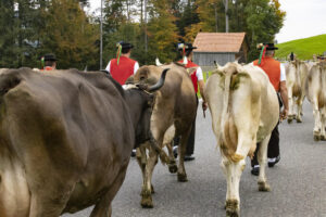 Appenzell, Appenzell Ausserrohden, Appenzeller Hinterland, Autumn, Fall, Herbst, Hundwil, Schweiz, Suisse, Switzerland, Tracht, Viehschau, tradition