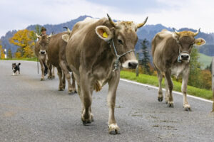 Appenzell, Appenzell Ausserrohden, Appenzeller Hinterland, Autumn, Fall, Herbst, Hundwil, Schweiz, Suisse, Switzerland, Tracht, Viehschau, tradition