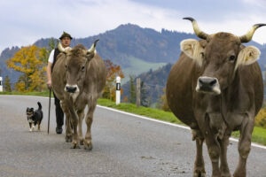 Appenzell, Appenzell Ausserrohden, Appenzeller Hinterland, Autumn, Fall, Herbst, Hundwil, Schweiz, Suisse, Switzerland, Tracht, Viehschau, tradition