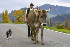 Appenzell, Appenzell Ausserrohden, Appenzeller Hinterland, Autumn, Fall, Herbst, Hundwil, Schweiz, Suisse, Switzerland, Tracht, Viehschau, tradition