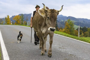 Appenzell, Appenzell Ausserrohden, Appenzeller Hinterland, Autumn, Fall, Herbst, Hundwil, Schweiz, Suisse, Switzerland, Tracht, Viehschau, tradition