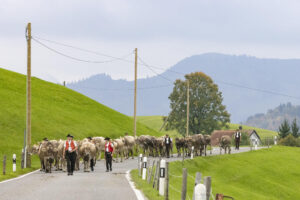 Appenzell, Appenzell Ausserrohden, Appenzeller Hinterland, Autumn, Fall, Herbst, Hundwil, Schweiz, Suisse, Switzerland, Tracht, Viehschau, tradition