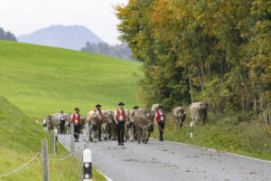 Appenzell, Appenzell Ausserrohden, Appenzeller Hinterland, Autumn, Fall, Herbst, Hundwil, Schweiz, Suisse, Switzerland, Tracht, Viehschau, tradition