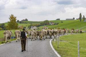 Appenzell, Appenzell Ausserrohden, Appenzeller Hinterland, Autumn, Fall, Herbst, Hundwil, Schweiz, Suisse, Switzerland, Tracht, Viehschau, tradition