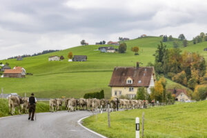 Appenzell, Appenzell Ausserrohden, Appenzeller Hinterland, Autumn, Fall, Herbst, Hundwil, Schweiz, Suisse, Switzerland, Tracht, Viehschau, tradition