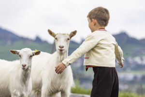 Appenzell, Appenzell Ausserrohden, Appenzeller Hinterland, Autumn, Fall, Herbst, Hundwil, Schweiz, Suisse, Switzerland, Tracht, Viehschau, tradition
