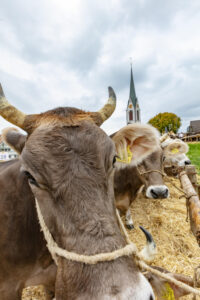 Appenzell, Appenzell Ausserrohden, Appenzeller Hinterland, Autumn, Fall, Herbst, Hundwil, Schweiz, Suisse, Switzerland, Tracht, Viehschau, tradition