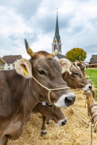 Appenzell, Appenzell Ausserrohden, Appenzeller Hinterland, Autumn, Fall, Herbst, Hundwil, Schweiz, Suisse, Switzerland, Tracht, Viehschau, tradition