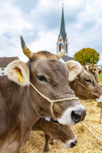 Appenzell, Appenzell Ausserrohden, Appenzeller Hinterland, Autumn, Fall, Herbst, Hundwil, Schweiz, Suisse, Switzerland, Tracht, Viehschau, tradition