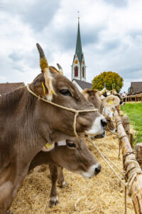 Appenzell, Appenzell Ausserrohden, Appenzeller Hinterland, Autumn, Fall, Herbst, Hundwil, Schweiz, Suisse, Switzerland, Tracht, Viehschau, tradition