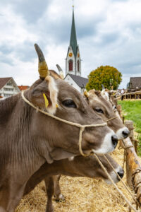 Appenzell, Appenzell Ausserrohden, Appenzeller Hinterland, Autumn, Fall, Herbst, Hundwil, Schweiz, Suisse, Switzerland, Tracht, Viehschau, tradition
