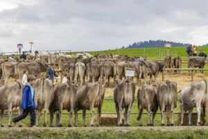 Appenzell, Appenzell Ausserrohden, Appenzeller Hinterland, Autumn, Fall, Herbst, Hundwil, Schweiz, Suisse, Switzerland, Tracht, Viehschau, tradition