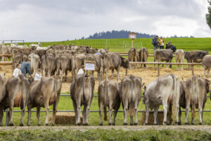 Appenzell, Appenzell Ausserrohden, Appenzeller Hinterland, Autumn, Fall, Herbst, Hundwil, Schweiz, Suisse, Switzerland, Tracht, Viehschau, tradition
