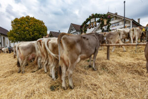 Appenzell, Appenzell Ausserrohden, Appenzeller Hinterland, Autumn, Fall, Herbst, Hundwil, Schweiz, Suisse, Switzerland, Tracht, Viehschau, tradition