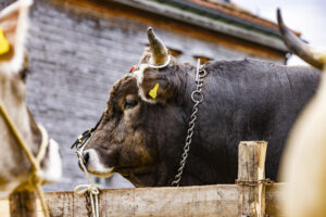 Appenzell, Appenzell Ausserrohden, Appenzeller Hinterland, Autumn, Fall, Herbst, Hundwil, Schweiz, Suisse, Switzerland, Tracht, Viehschau, tradition