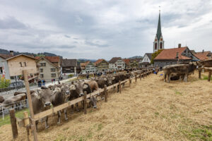 Appenzell, Appenzell Ausserrohden, Appenzeller Hinterland, Autumn, Fall, Herbst, Hundwil, Schweiz, Suisse, Switzerland, Tracht, Viehschau, tradition