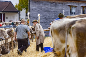 Appenzell, Appenzell Ausserrohden, Appenzeller Hinterland, Autumn, Fall, Herbst, Hundwil, Schweiz, Suisse, Switzerland, Tracht, Viehschau, tradition