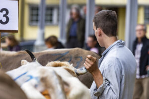 Appenzell, Appenzell Ausserrohden, Appenzeller Hinterland, Autumn, Fall, Herbst, Hundwil, Schweiz, Suisse, Switzerland, Tracht, Viehschau, tradition