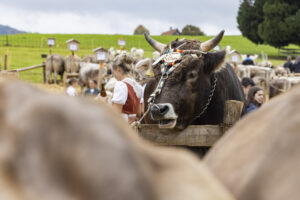 Appenzell, Appenzell Ausserrohden, Appenzeller Hinterland, Autumn, Fall, Herbst, Hundwil, Schweiz, Suisse, Switzerland, Tracht, Viehschau, tradition
