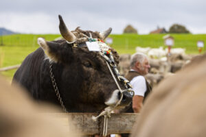 Appenzell, Appenzell Ausserrohden, Appenzeller Hinterland, Autumn, Fall, Herbst, Hundwil, Schweiz, Suisse, Switzerland, Tracht, Viehschau, tradition