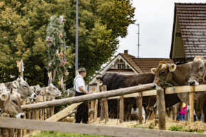 Appenzell, Appenzell Ausserrohden, Appenzeller Hinterland, Autumn, Fall, Herbst, Hundwil, Schweiz, Suisse, Switzerland, Tracht, Viehschau, tradition