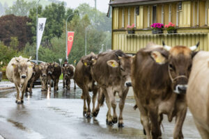Appenzell, Appenzell Ausserrohden, Appenzeller Hinterland, Brauchtum, Landwirtschaft, Ostschweiz, Schweiz, Schönengrund, Sennen, Suisse, Switzerland, Tracht, Viehschau, Wirtschaft, tradition