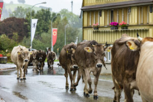 Appenzell, Appenzell Ausserrohden, Appenzeller Hinterland, Brauchtum, Landwirtschaft, Ostschweiz, Schweiz, Schönengrund, Sennen, Suisse, Switzerland, Tracht, Viehschau, Wirtschaft, tradition
