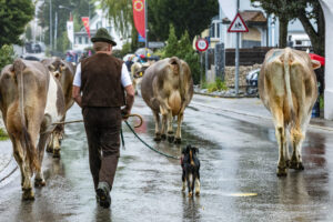 Appenzell, Appenzell Ausserrohden, Appenzeller Hinterland, Brauchtum, Landwirtschaft, Ostschweiz, Schweiz, Schönengrund, Sennen, Suisse, Switzerland, Tracht, Viehschau, Wirtschaft, tradition