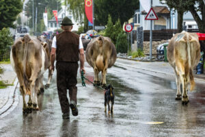 Appenzell, Appenzell Ausserrohden, Appenzeller Hinterland, Brauchtum, Landwirtschaft, Ostschweiz, Schweiz, Schönengrund, Sennen, Suisse, Switzerland, Tracht, Viehschau, Wirtschaft, tradition