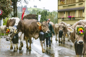 Appenzell, Appenzell Ausserrohden, Appenzeller Hinterland, Brauchtum, Landwirtschaft, Ostschweiz, Schweiz, Schönengrund, Sennen, Suisse, Switzerland, Tracht, Viehschau, Wirtschaft, tradition