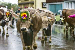 Appenzell, Appenzell Ausserrohden, Appenzeller Hinterland, Brauchtum, Landwirtschaft, Ostschweiz, Schweiz, Schönengrund, Sennen, Suisse, Switzerland, Tracht, Viehschau, Wirtschaft, tradition