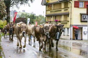 Appenzell, Appenzell Ausserrohden, Appenzeller Hinterland, Brauchtum, Landwirtschaft, Ostschweiz, Schweiz, Schönengrund, Sennen, Suisse, Switzerland, Tracht, Viehschau, Wirtschaft, tradition