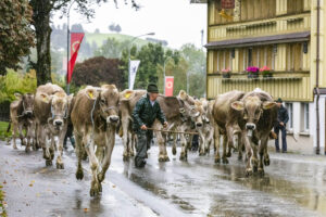 Appenzell, Appenzell Ausserrohden, Appenzeller Hinterland, Brauchtum, Landwirtschaft, Ostschweiz, Schweiz, Schönengrund, Sennen, Suisse, Switzerland, Tracht, Viehschau, Wirtschaft, tradition
