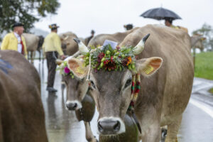Appenzell, Appenzell Ausserrohden, Appenzeller Hinterland, Brauchtum, Landwirtschaft, Ostschweiz, Schweiz, Schönengrund, Sennen, Suisse, Switzerland, Tracht, Viehschau, Wirtschaft, tradition