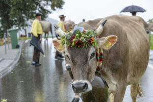 Appenzell, Appenzell Ausserrohden, Appenzeller Hinterland, Brauchtum, Landwirtschaft, Ostschweiz, Schweiz, Schönengrund, Sennen, Suisse, Switzerland, Tracht, Viehschau, Wirtschaft, tradition