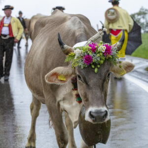 Appenzell, Appenzell Ausserrohden, Appenzeller Hinterland, Brauchtum, Landwirtschaft, Ostschweiz, Schweiz, Schönengrund, Sennen, Suisse, Switzerland, Tracht, Viehschau, Wirtschaft, tradition