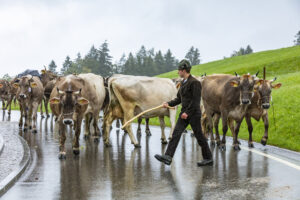 Appenzell, Appenzell Ausserrohden, Appenzeller Hinterland, Brauchtum, Landwirtschaft, Ostschweiz, Schweiz, Schönengrund, Sennen, Suisse, Switzerland, Tracht, Viehschau, Wirtschaft, tradition