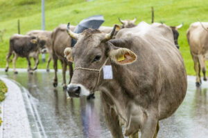 Appenzell, Appenzell Ausserrohden, Appenzeller Hinterland, Brauchtum, Landwirtschaft, Ostschweiz, Schweiz, Schönengrund, Sennen, Suisse, Switzerland, Tracht, Viehschau, Wirtschaft, tradition