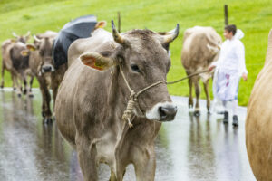 Appenzell, Appenzell Ausserrohden, Appenzeller Hinterland, Brauchtum, Landwirtschaft, Ostschweiz, Schweiz, Schönengrund, Sennen, Suisse, Switzerland, Tracht, Viehschau, Wirtschaft, tradition