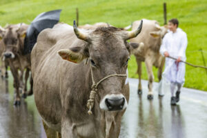 Appenzell, Appenzell Ausserrohden, Appenzeller Hinterland, Brauchtum, Landwirtschaft, Ostschweiz, Schweiz, Schönengrund, Sennen, Suisse, Switzerland, Tracht, Viehschau, Wirtschaft, tradition