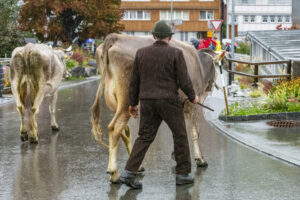 Appenzell, Appenzell Ausserrohden, Appenzeller Hinterland, Brauchtum, Landwirtschaft, Ostschweiz, Schweiz, Schönengrund, Sennen, Suisse, Switzerland, Tracht, Viehschau, Wirtschaft, tradition