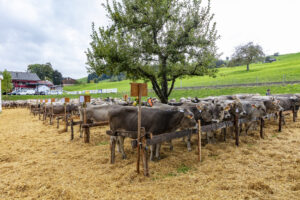 Appenzell, Appenzell Ausserrohden, Appenzeller Hinterland, Brauchtum, Landwirtschaft, Ostschweiz, Schweiz, Schönengrund, Sennen, Suisse, Switzerland, Tracht, Viehschau, Wirtschaft, tradition