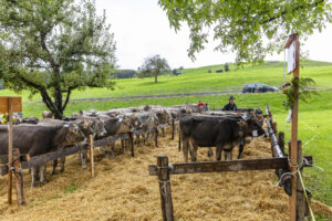 Appenzell, Appenzell Ausserrohden, Appenzeller Hinterland, Brauchtum, Landwirtschaft, Ostschweiz, Schweiz, Schönengrund, Sennen, Suisse, Switzerland, Tracht, Viehschau, Wirtschaft, tradition