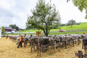 Appenzell, Appenzell Ausserrohden, Appenzeller Hinterland, Brauchtum, Landwirtschaft, Ostschweiz, Schweiz, Schönengrund, Sennen, Suisse, Switzerland, Tracht, Viehschau, Wirtschaft, tradition