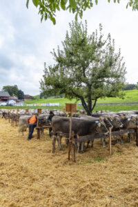 Appenzell, Appenzell Ausserrohden, Appenzeller Hinterland, Brauchtum, Landwirtschaft, Ostschweiz, Schweiz, Schönengrund, Sennen, Suisse, Switzerland, Tracht, Viehschau, Wirtschaft, tradition