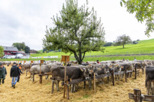 Appenzell, Appenzell Ausserrohden, Appenzeller Hinterland, Brauchtum, Landwirtschaft, Ostschweiz, Schweiz, Schönengrund, Sennen, Suisse, Switzerland, Tracht, Viehschau, Wirtschaft, tradition